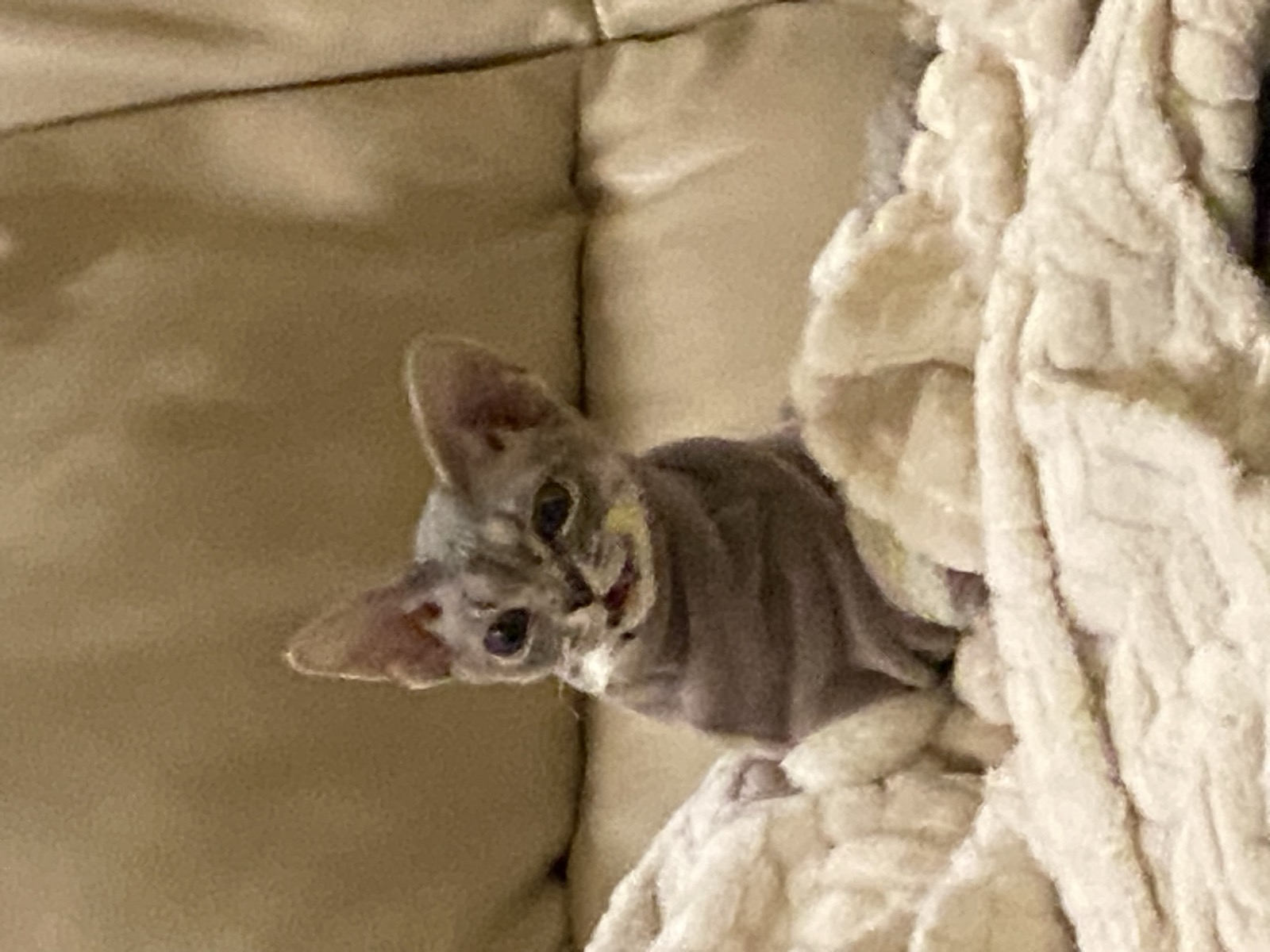 Our cat